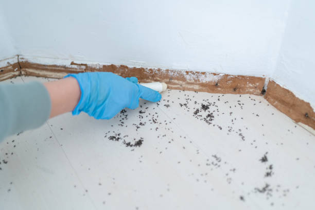 Best Local Pest Control Services  in Staffd, OR